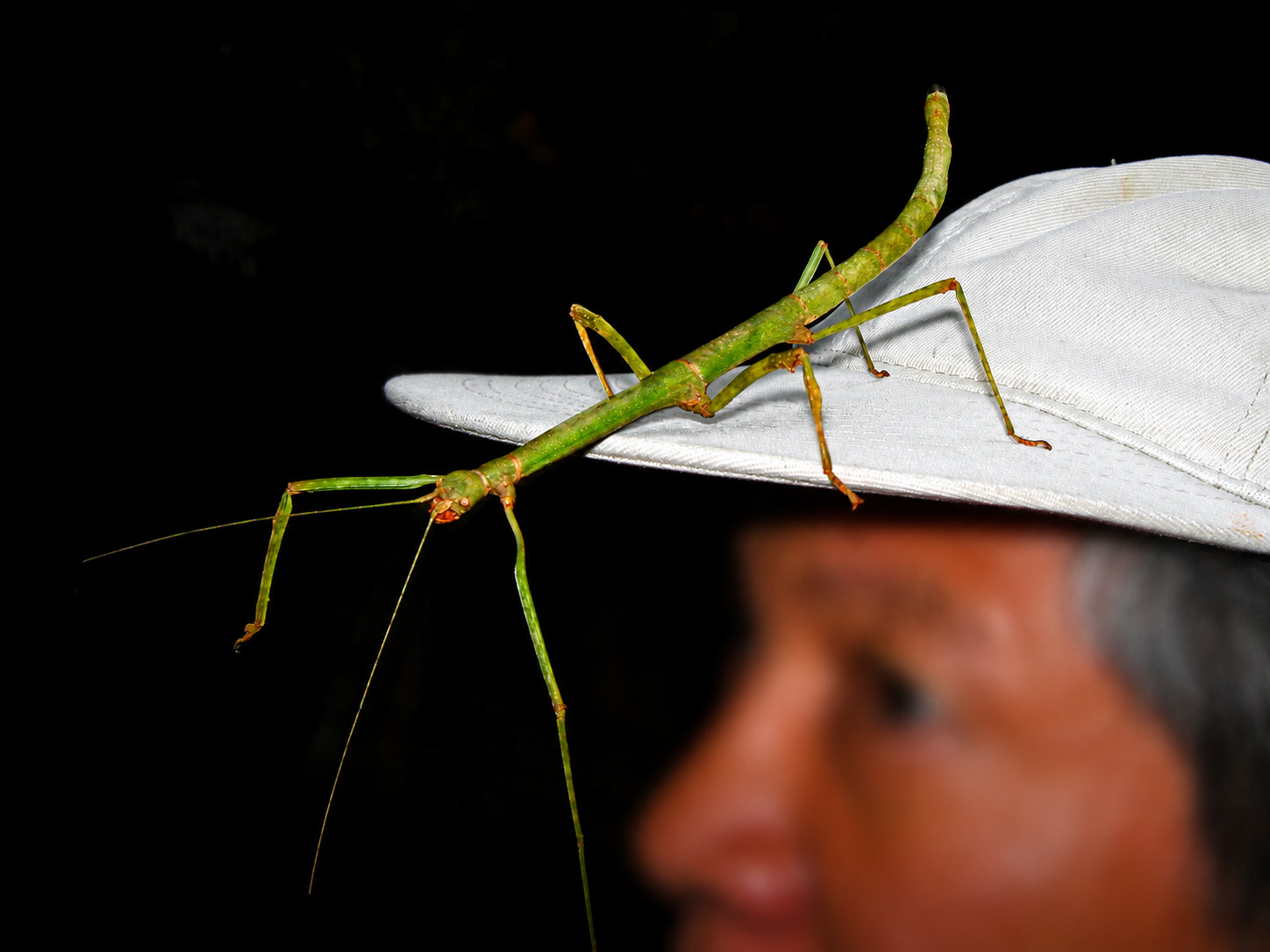 A long slender bright green stick insect resting on the brim of a white cap worn by a man, whose face is out of focus behind it. The insect's body is smooth and cylindrical with no wings, the abdomen curving upward at the rear. The legs are green with reddish-orange feet and joints, and one antenna extends as a fine thread far to the left. The background is black because flash was used.
