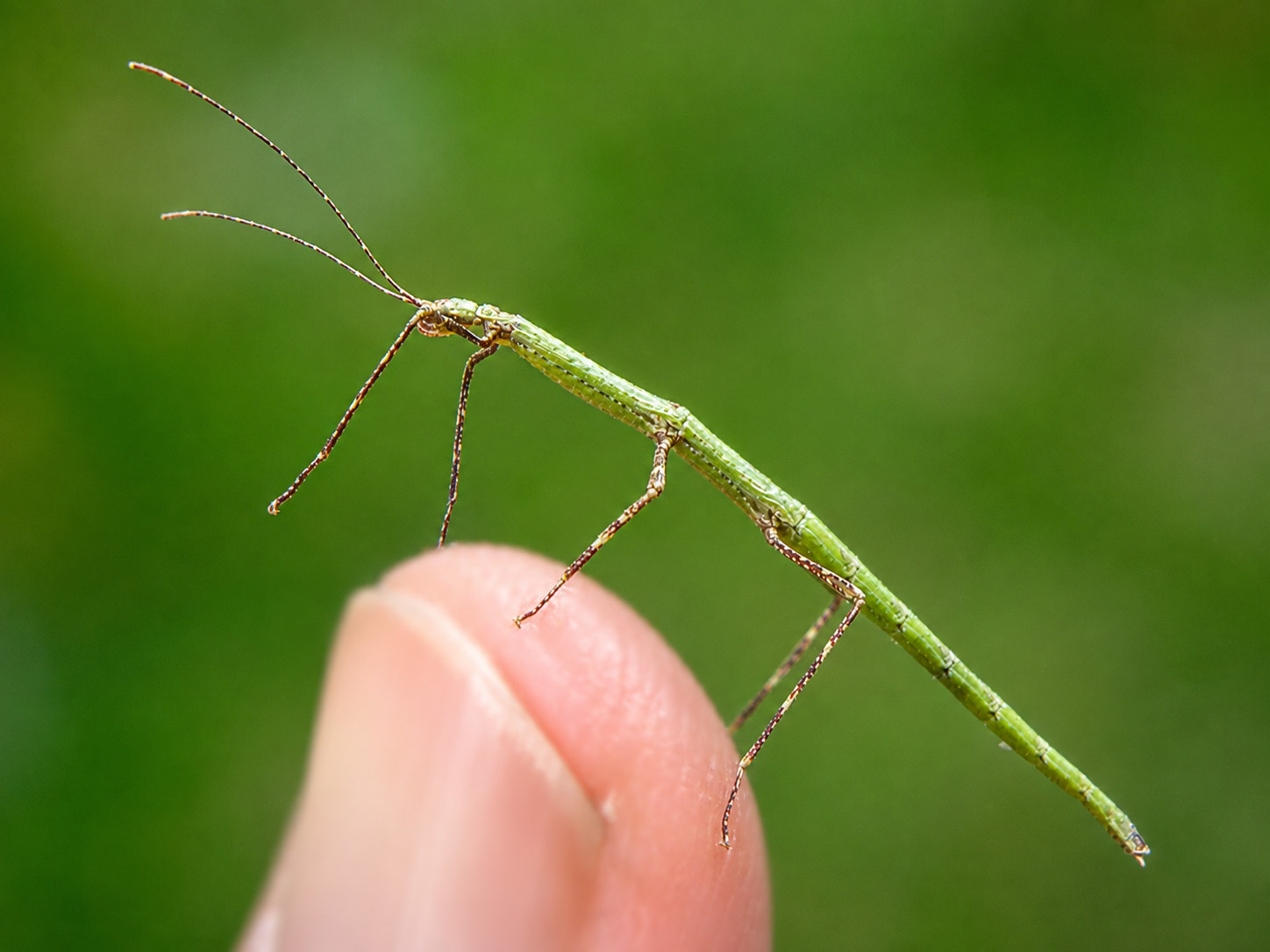 A very small, slender bright green stick insect perched on the tip of a human finger against a blurred green background. Its body is smooth and tapering, and its two long fine antennae and thin legs are boldly banded in dark brown and pale cream. No wings are visible.