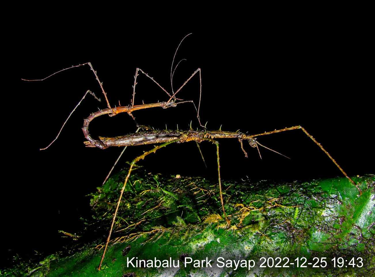 A pair of wingless stick insects mating at night on a moss-covered leaf. The larger female below carries rows of sharp pale spines along her body and legs; the much smaller and more slender male is curled above her, his long antennae raised.