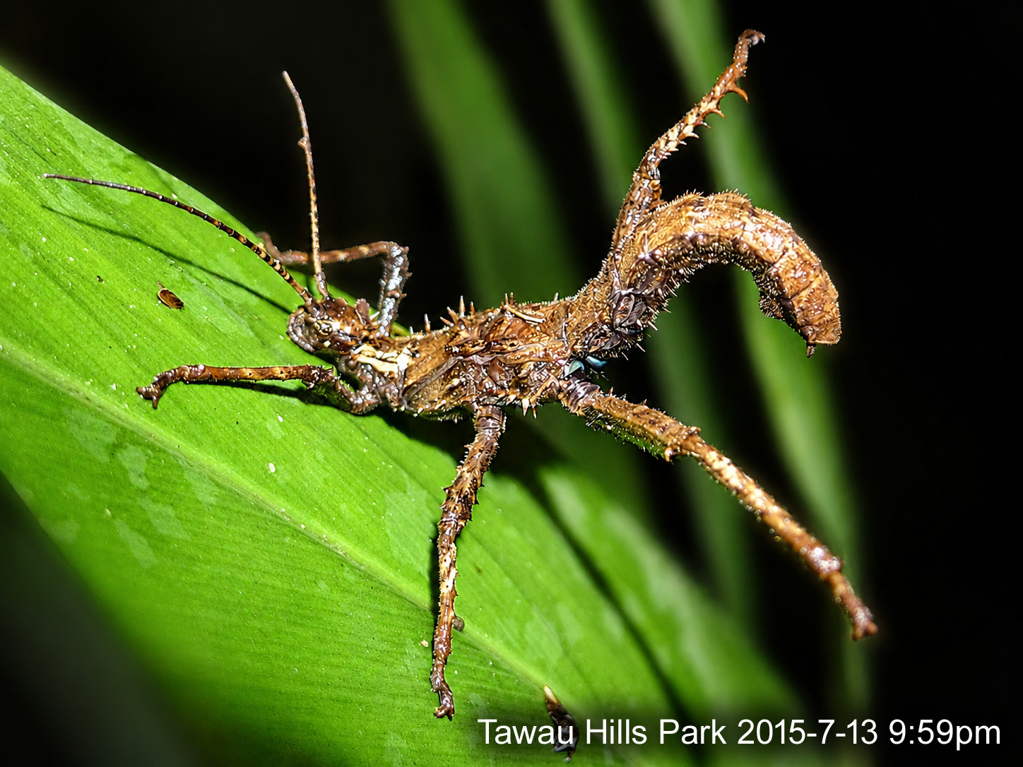 A robust brown stick insect standing on a broad green leaf at night, lit by flash against a dark background. Its body, thorax and legs are covered in sharp pale-tipped spines, and it is mottled brown, cream and grey. The abdomen is held raised and curled forward over the back in a hooked arc. The antennae are long, slender and faintly banded. No wings are visible.