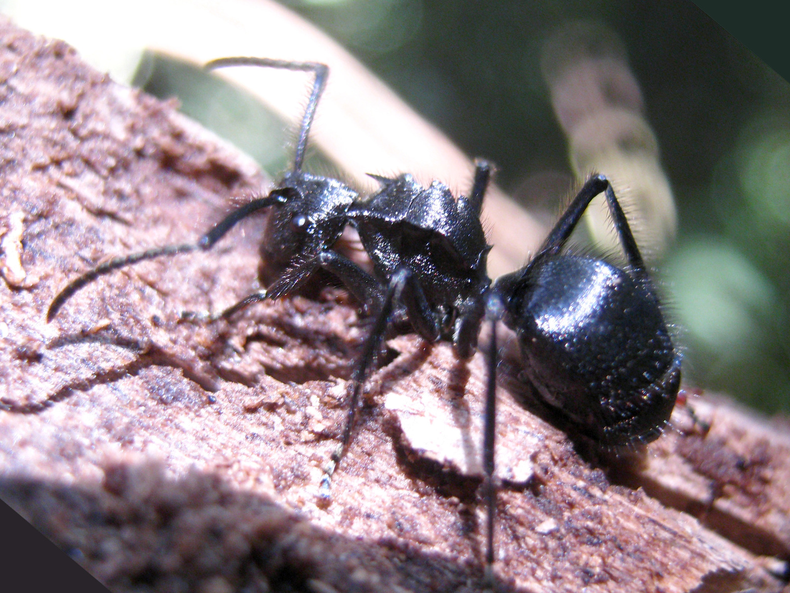 A glossy black ant about 10 mm long seen from the side on a split piece of reddish-brown rotten wood in hard sunlight. The upper surface of its thorax is bordered by a raised rim drawn out into several sharp points, one long spine projecting forward and upward and a stout triangular one at the rear. Behind a narrow waist the abdomen is a large rounded globe, densely covered in fine pits with a short pale hair rising from each. The legs and the elbowed antennae are long, dark and set with pale erect hairs. The eye is round and strongly convex, high on the side of the head.