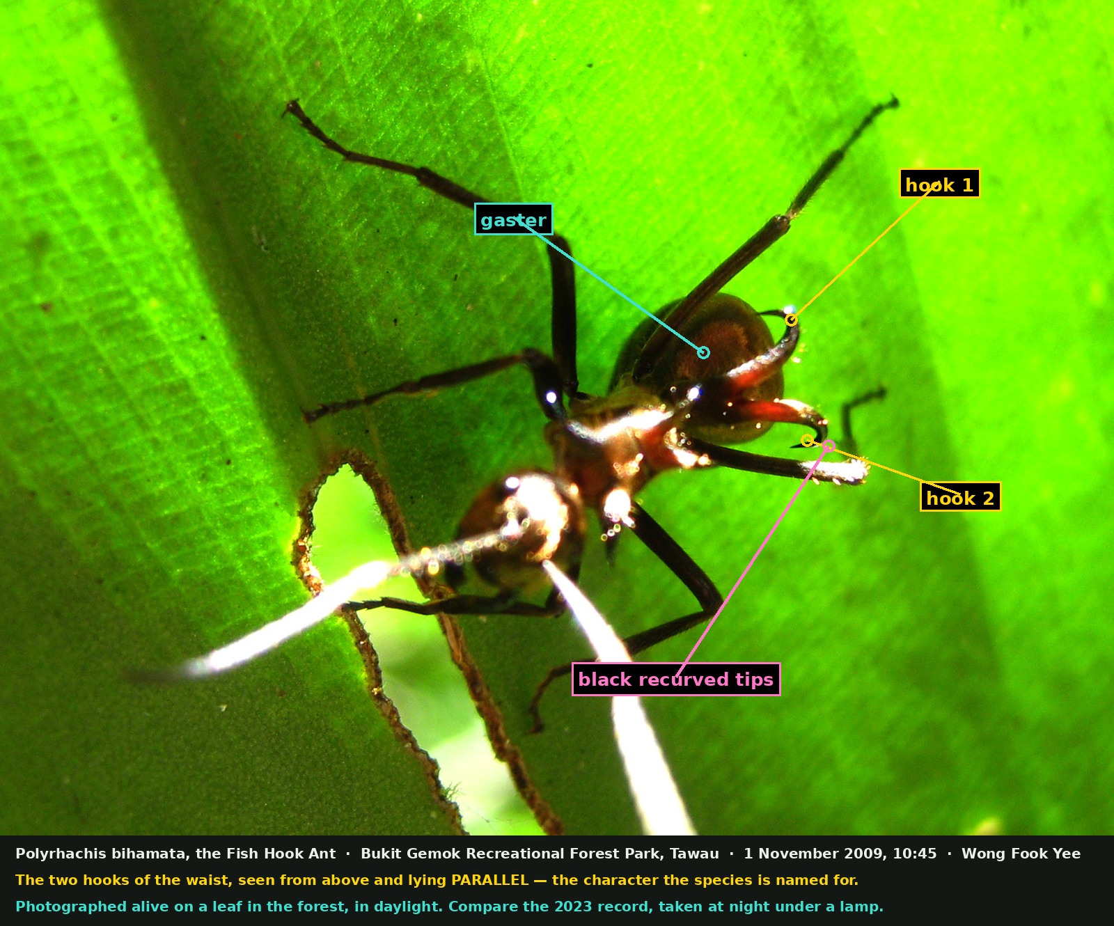 A brown ant on a sunlit green leaf, seen from above and behind. Labels point to the gaster, to two long reddish-brown hook-shaped spines rising from the waist and lying parallel to one another, and to their sharp black recurved tips. The ant's legs and antennae are black and long.