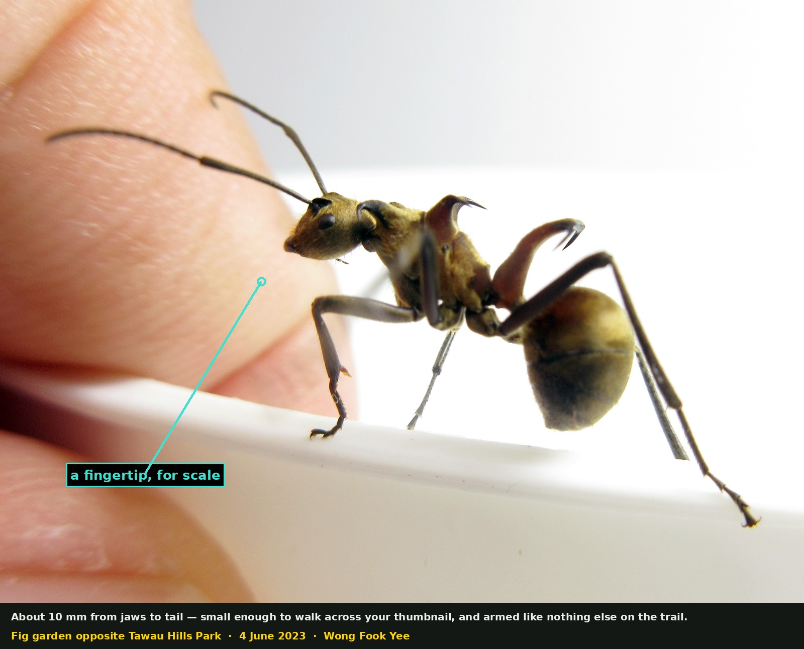 The 2023 ant standing on the white rim of a plastic box, seen from the side, with a human fingertip beside it for scale. Under the indoor light the body looks darker and duller than in the sunlit forest photographs. The two curved hooks and the long black legs are clearly visible.