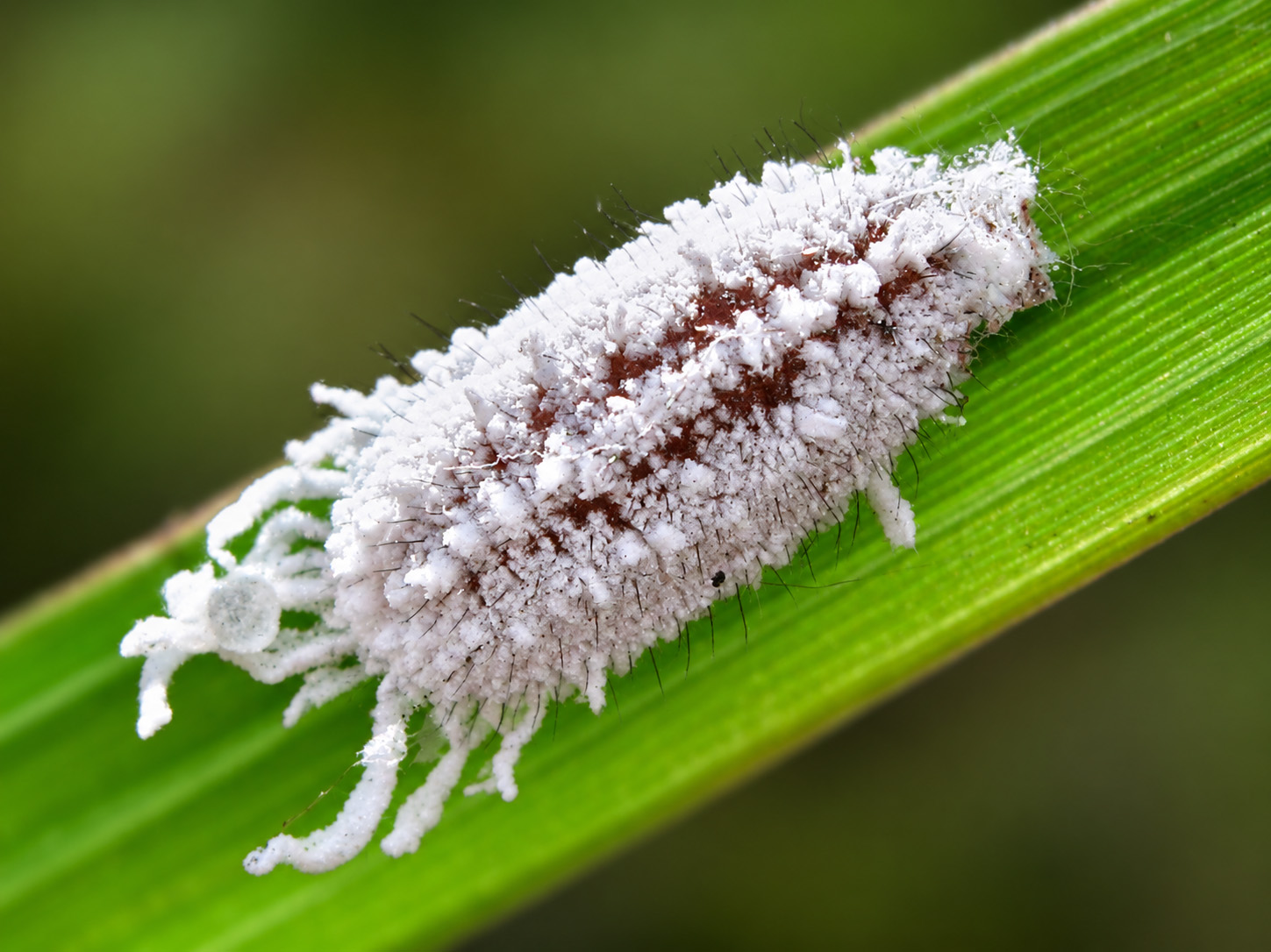 A small elongate-oval insect lying along a broad green grass blade, seen from above and slightly to one side. The animal is coated in a dense carpet of powdery snow-white wax, clumped into low tufts across the whole of its back, and the margin is scalloped by short wax tufts. Numerous fine dark bristles project through the wax over the whole upper surface. A band of deep reddish-brown body colour shows through along the midline where the wax is thinner, broken into irregular patches. At the far left, several longer and thicker white waxy projections trail clear of the body. The grass blade runs diagonally across the frame; the background is a soft out-of-focus wash of green.