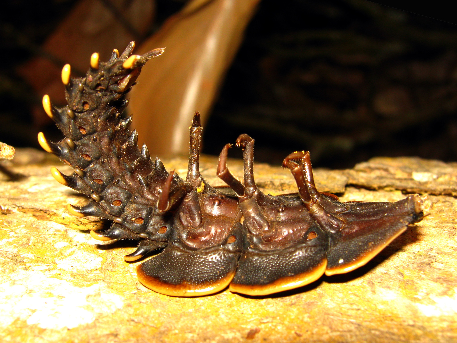 A large flattened dark insect built of broad overlapping plates edged in orange-tan, heavily pitted and sculptured, narrowing towards the rear where each segment carries a pair of outward-curving spines tipped with pale orange. It lies on a pale fallen branch against black forest litter.