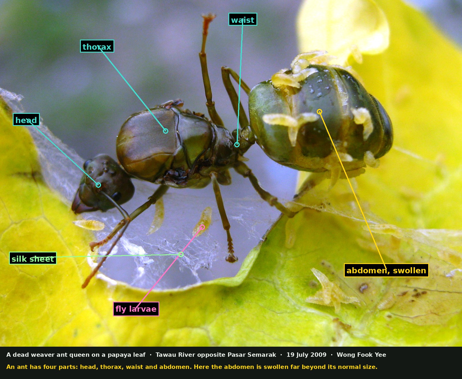 A dead green ant with a swollen abdomen lying on a sheet of fine white silk spanning a hole in a yellowing papaya leaf, with numerous pale fly larvae on and around it.