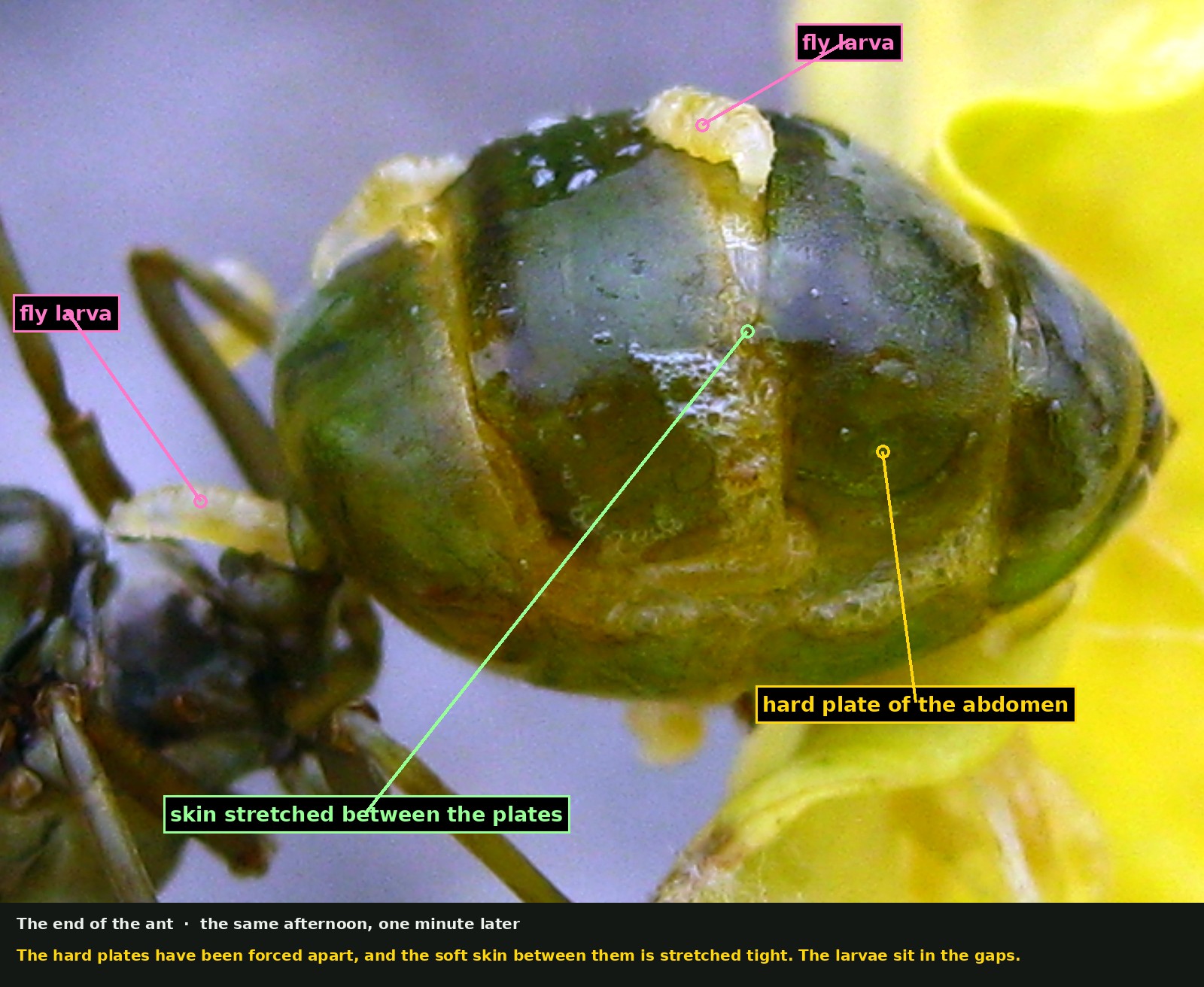 A close view of the swollen green abdomen of the same ant. Labels point to two pale fly larvae lying in the gaps, to one of the hard dark green plates of the abdomen, and to the pale soft skin between the plates which has been stretched into wide bands.