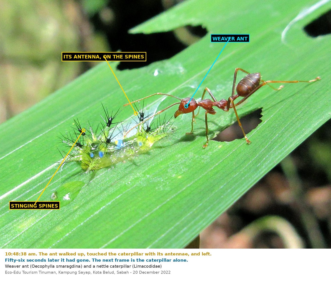 A reddish-brown weaver ant on a sunlit green grass blade facing a small yellow-green caterpillar covered in clusters of radiating black spines. The ant's left antenna is laid across the caterpillar's rear spines; its jaws are closed. Labels mark the weaver ant, its antenna resting on the spines, and the stinging spines of the caterpillar.