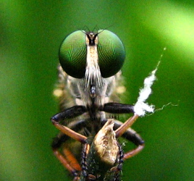 A robber fly seen from the front with large green eyes and a bristly face, holding a small prey in its legs.