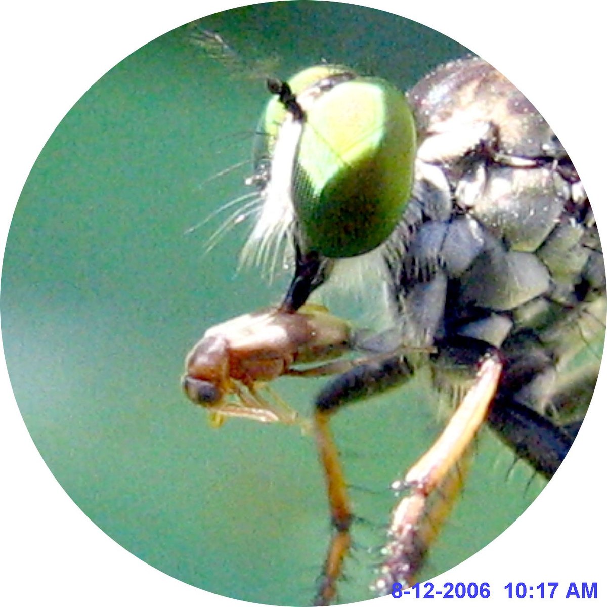 Close circular view of a robber fly head with its beak in a small insect.