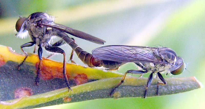 Two robber flies joined end to end on a leaf.