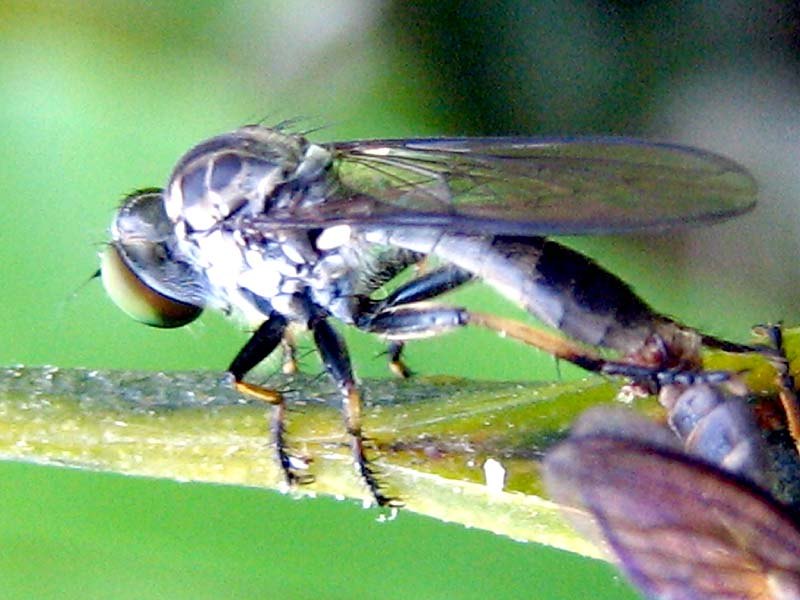 A pair of robber flies mating on a green stem.
