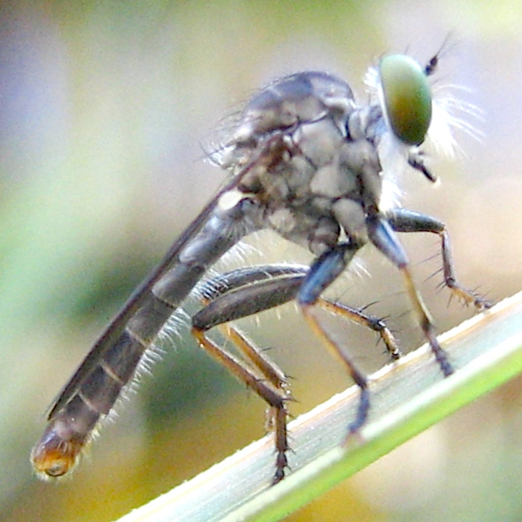 A grey robber fly with green eyes and a long abdomen perched on a grass blade.