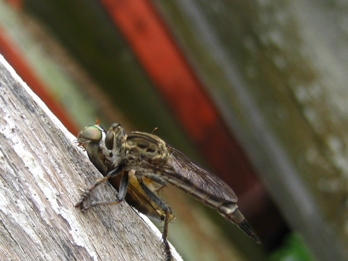 A brown robber fly with green eyes on a weathered wooden post, holding prey under its body.