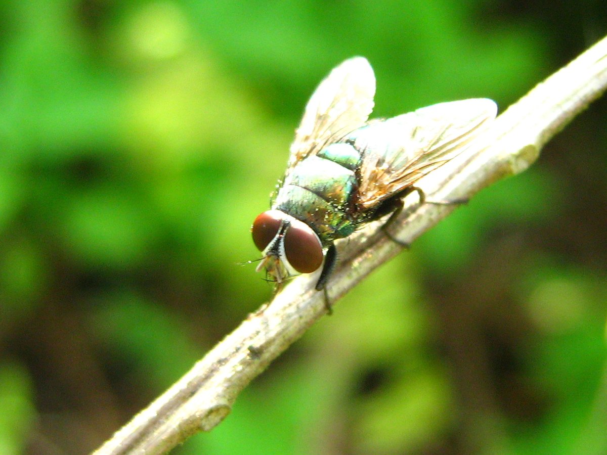 A metallic green fly with large red eyes resting on a thin dry twig.