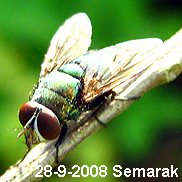 The green fly on the twig, with the label 28-9-2008 Semarak.