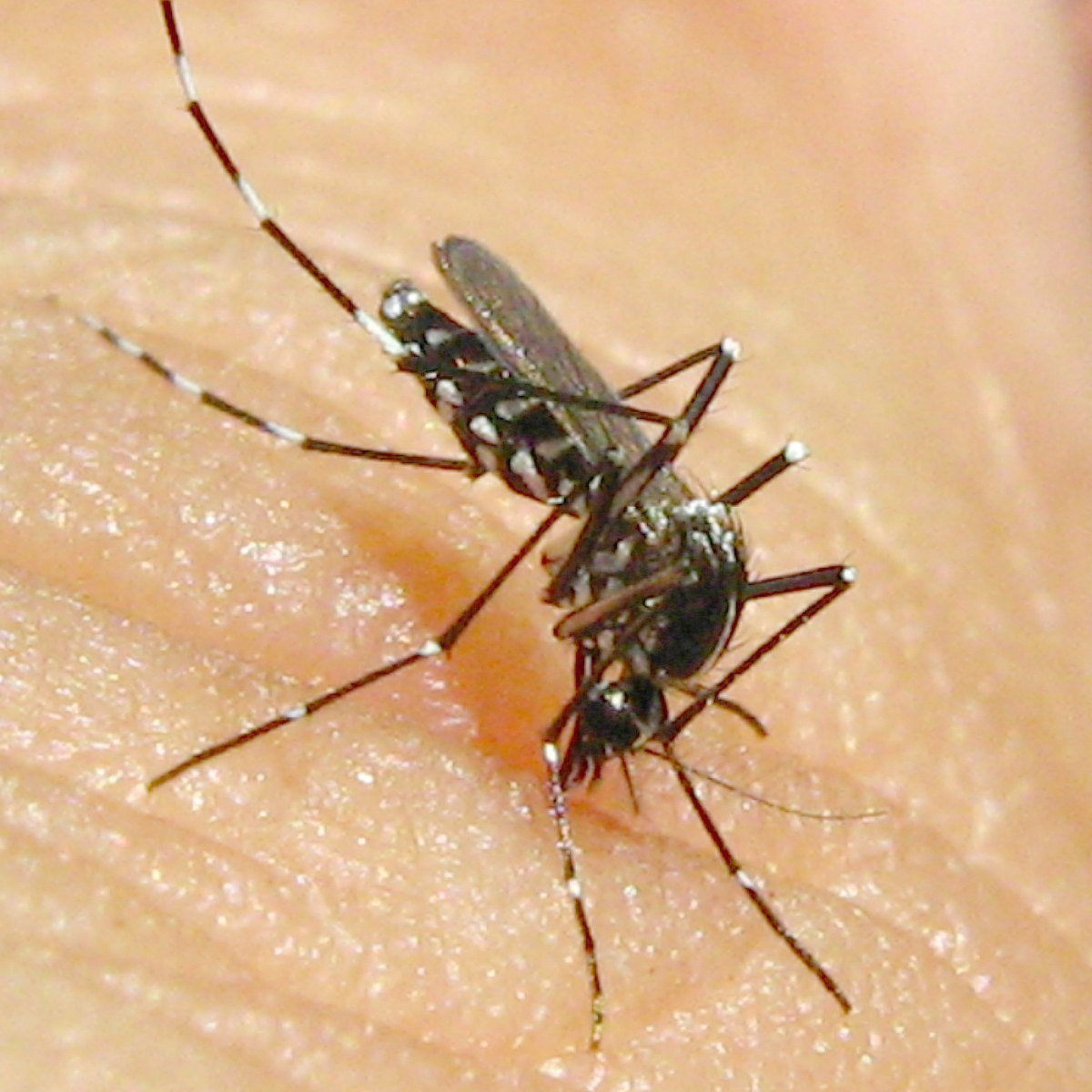 The mosquito with its beak pushed into the skin.