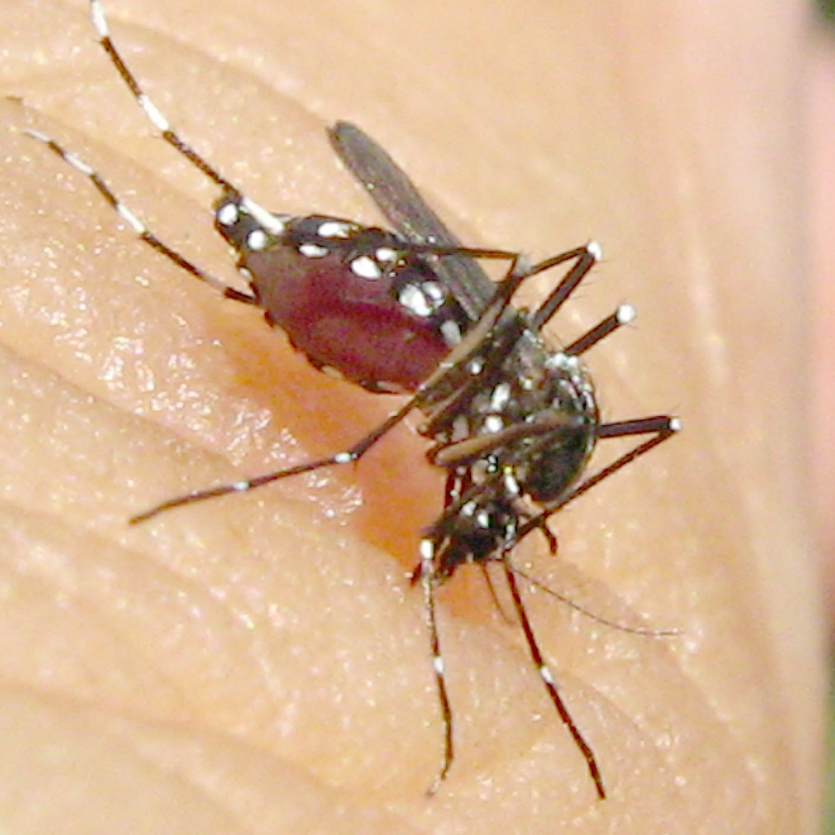The mosquito with its abdomen swollen and red with blood.