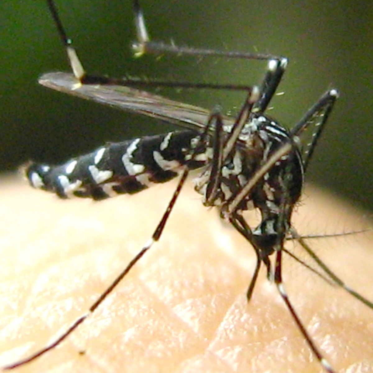 A tiger mosquito close up, showing white-banded legs and white marks on the abdomen.