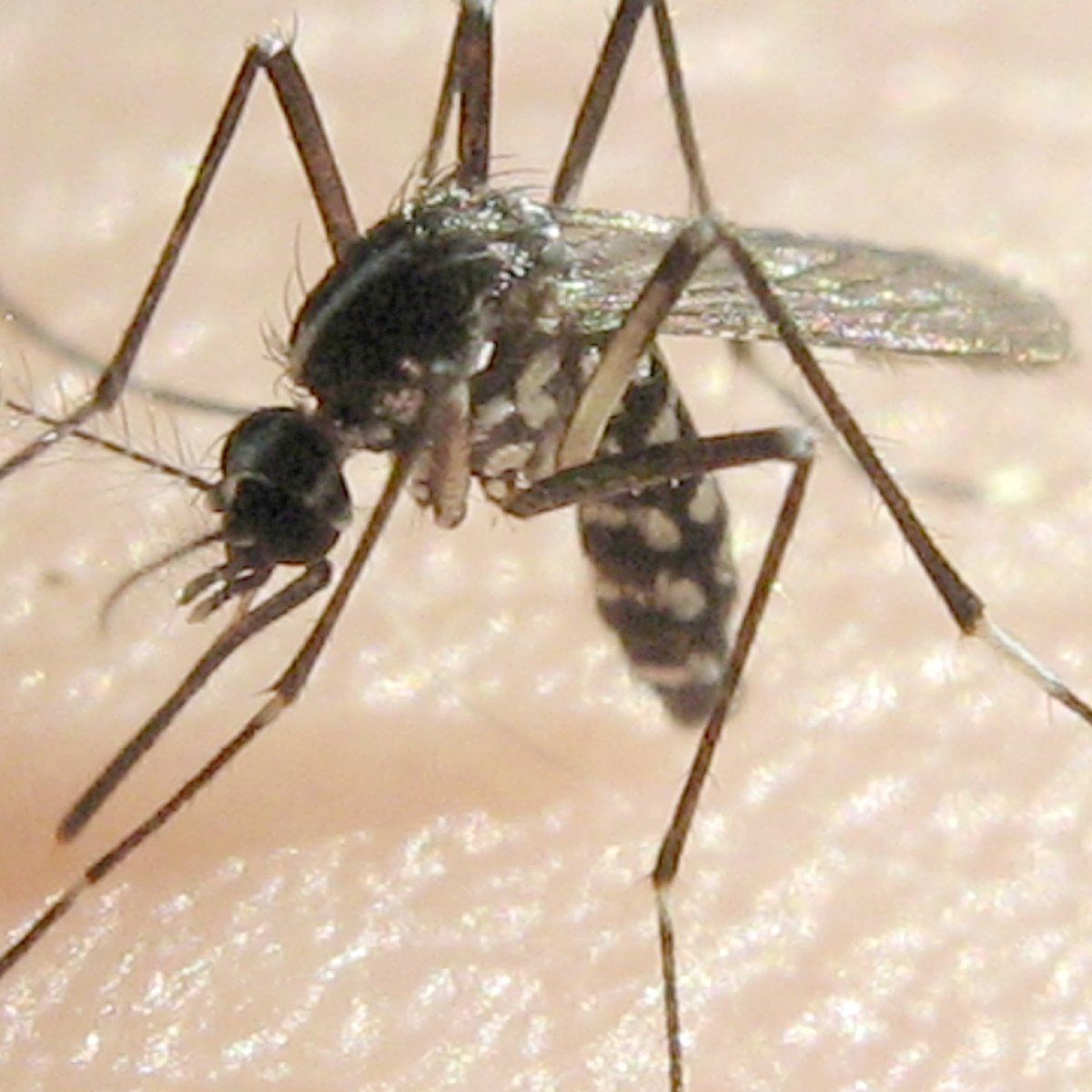 A tiger mosquito from above with long striped legs.