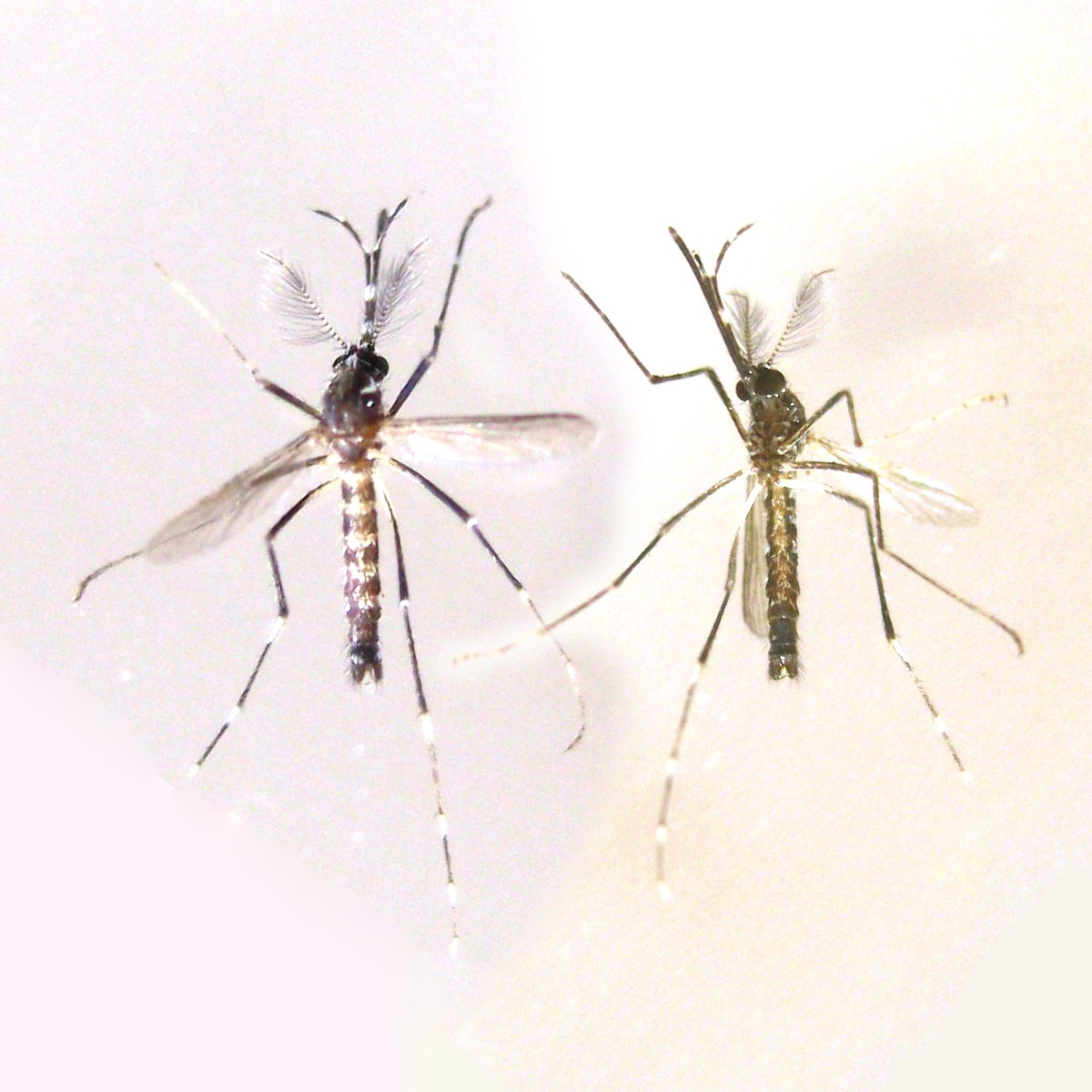 Two black-and-white mosquitoes on a white background.