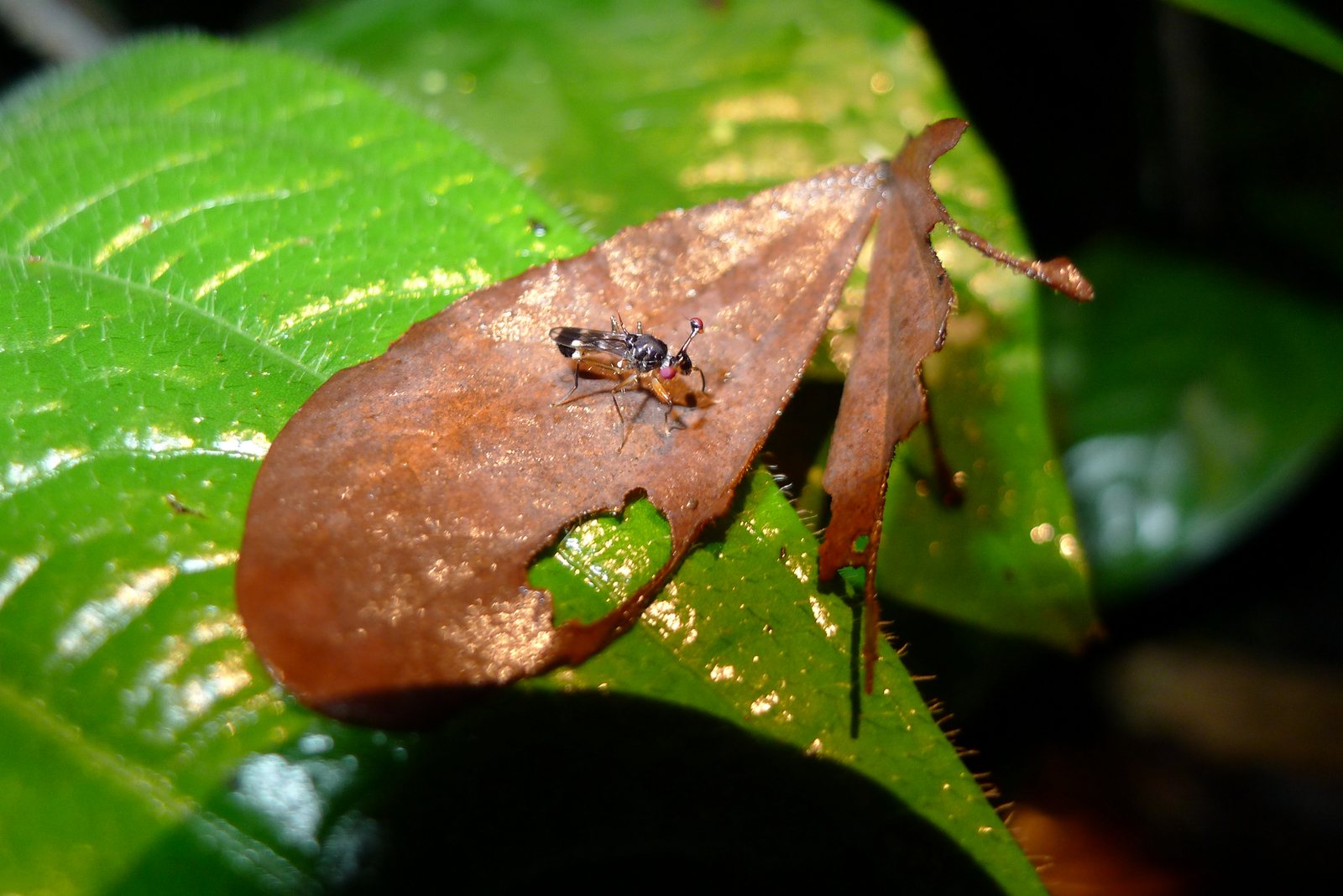 A small black fly with red eyes on long sideways stalks, standing on a dead reddish-brown leaf that lies across a large green leaf. Its wings, folded over its back, are dark with white patches, and its legs are long and orange-brown.