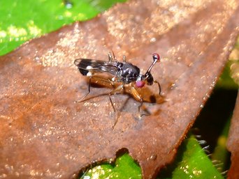 A stalk-eyed fly with red eyes on long stalks, on a dead leaf at Bukit Gemok