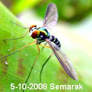 A slender fly with red eyes and a banded abdomen standing on a green leaf with long legs.