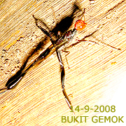 A slender dark fly with long legs and a reddish head on the bark of a fallen log, labelled 14-9-2008 Bukit Gemok.