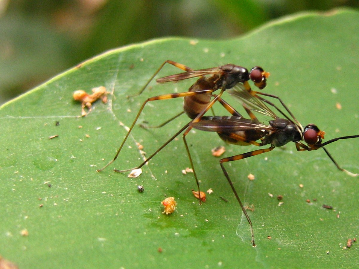 Two slender long-legged flies with red eyes, one on top of the other, on a green leaf.
