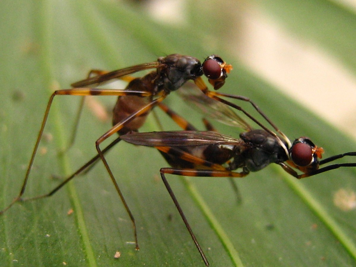 Two long-legged brown flies with red eyes on a leaf, seen closer.