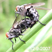 Two grey flesh flies with chequered abdomens and red eyes, mating on a grass stem.