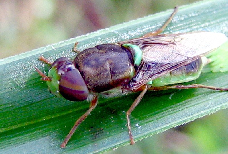 A broad dark fly with large reddish-brown eyes and green markings resting on a green leaf.