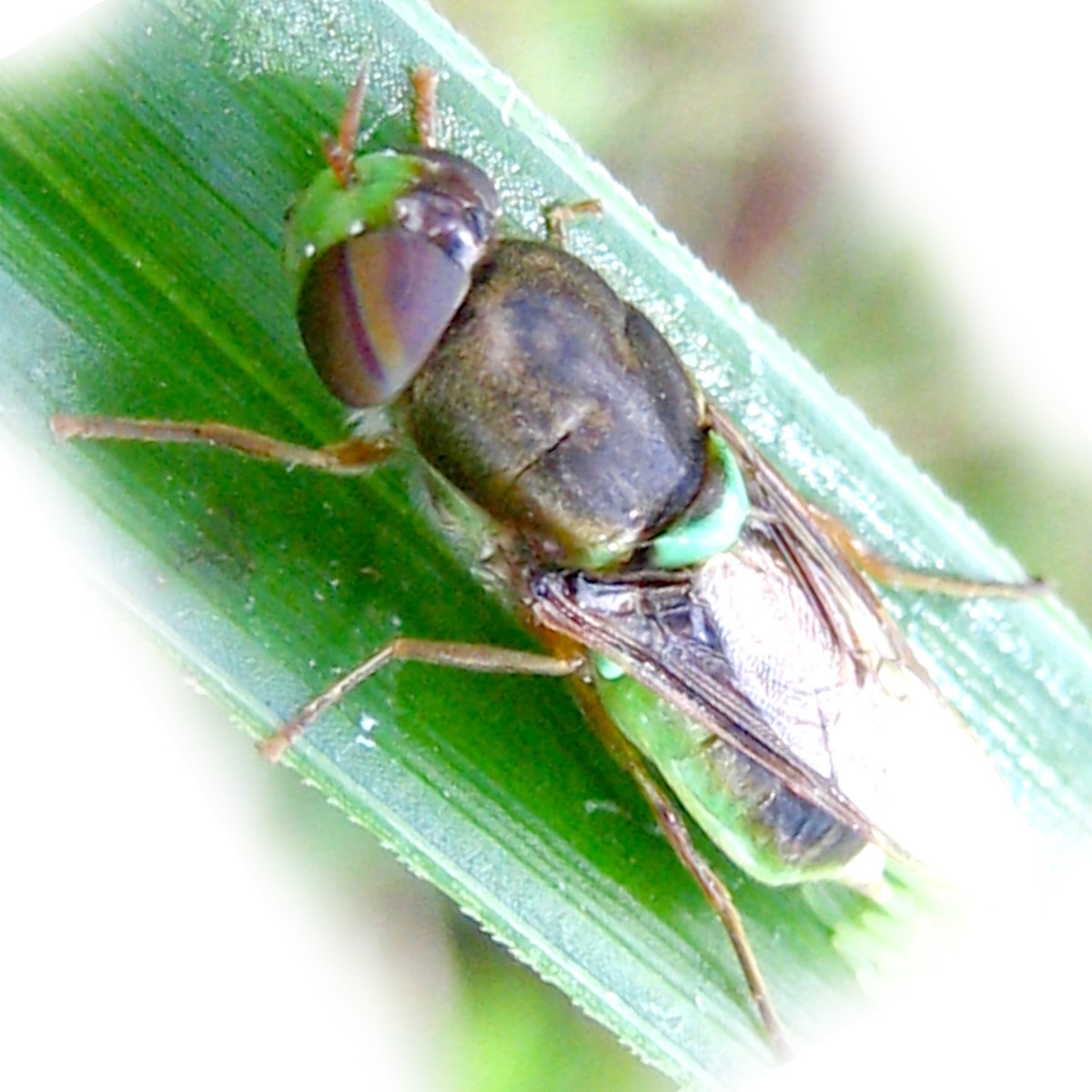The same broad fly seen from above on a long green leaf.