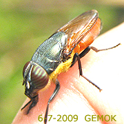 A small soldier fly with a dark thorax and orange-yellow abdomen on a fingertip.