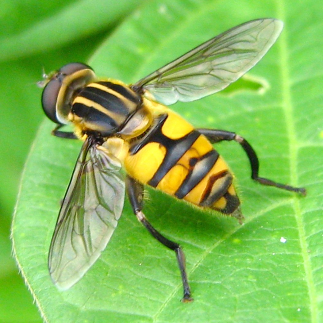 A black-and-yellow banded hover fly with clear wings on a green leaf.