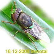 A dark, dull-coloured fly with large eyes on a grass blade.