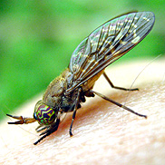 A fly with brown patterned wings and a striped thorax on skin.