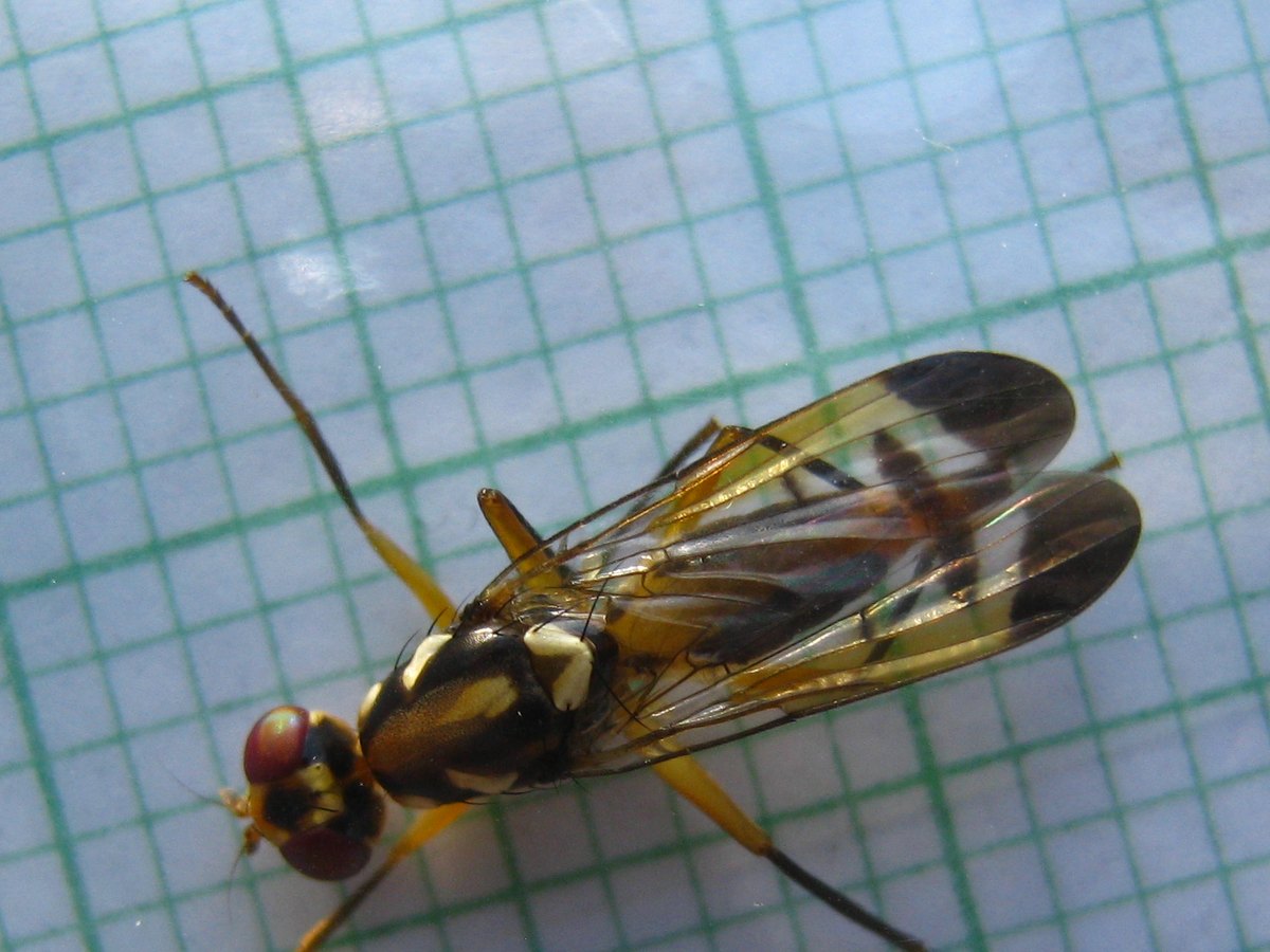 The fly from above on 2 mm graph paper: large red eyes, a shiny black thorax with cream-yellow stripes and a cream scutellum, and folded wings with dark tips and dark cross-bands.