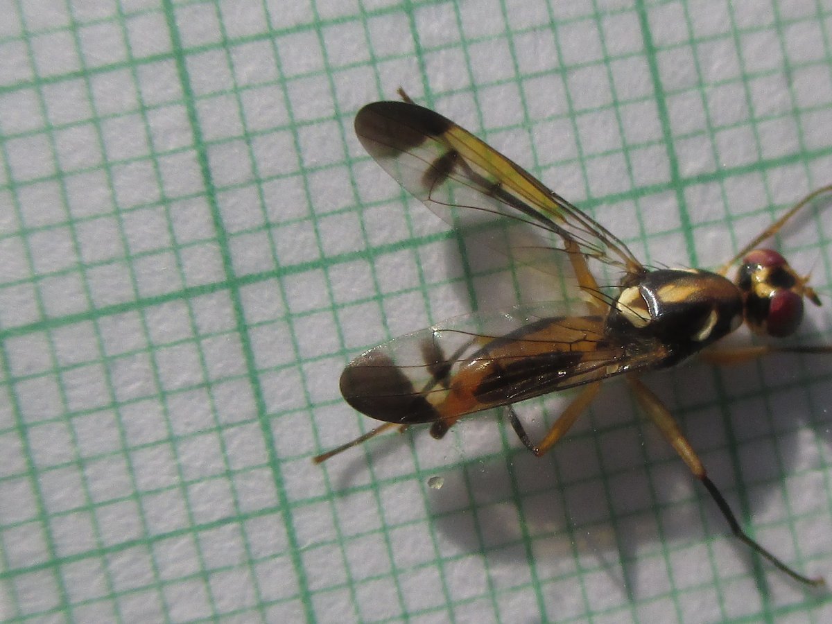 The fly on graph paper with its wings spread: each wing clear with a dark tip, a dark cross-band and a dark streak along the hind edge; orange abdomen, long orange legs with dark ends.