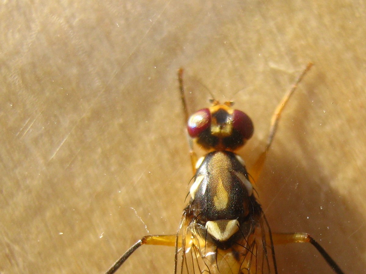 Close-up of the head and thorax from above on light wood: two large red eyes, very short antennae, and a shiny black thorax with a cream central stripe and cream side marks.