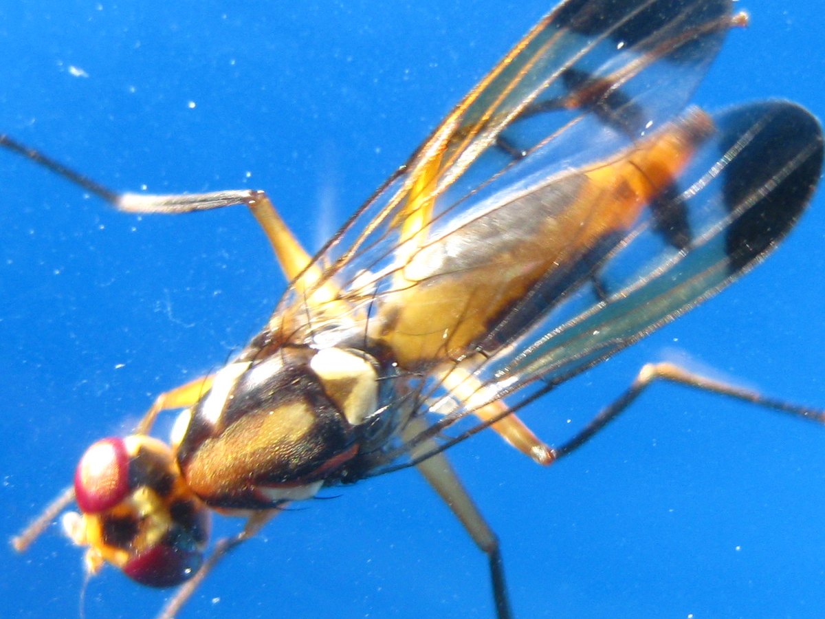 The fly on a blue plastic surface, seen from the side and above: orange abdomen under the banded wings, long thin legs.