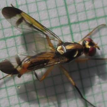 A wasp-like fruit fly with red eyes, a black-and-cream thorax and banded wings, on graph paper