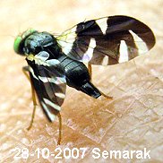 A black fly with white marks and black-and-white banded wings on skin.