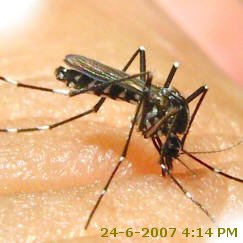 Tiger Mosquito