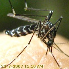 Tiger Mosquito