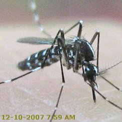 Tiger Mosquito