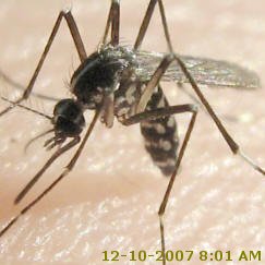 Tiger Mosquito