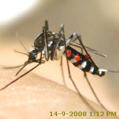Tiger Mosquito