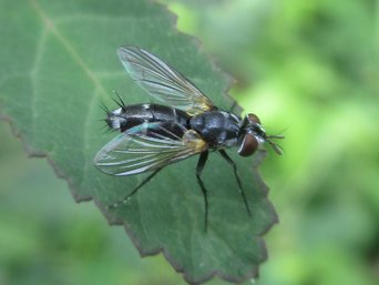 A grey-and-black bristly fly on a green leaf beside the Bombalai Hill trail